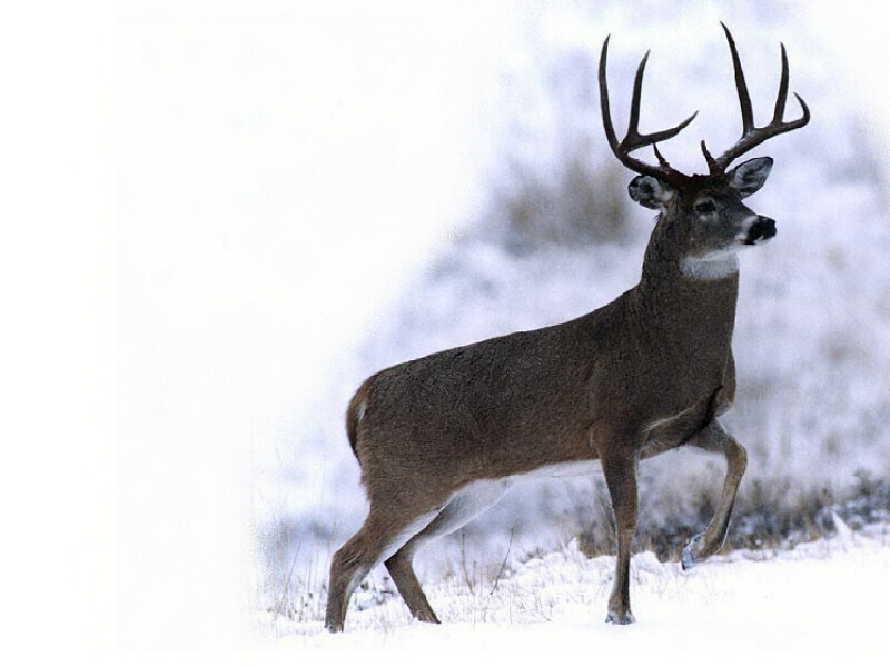 nicebucksnow.jpg (179854 bytes)